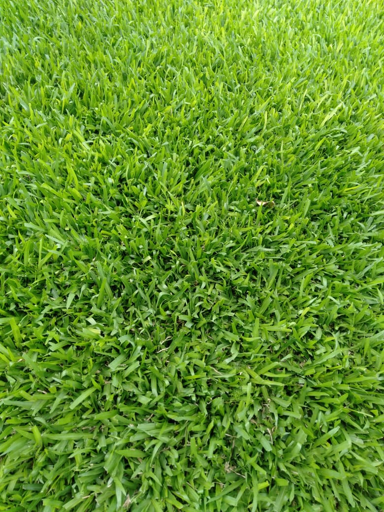 Pemba grass installation